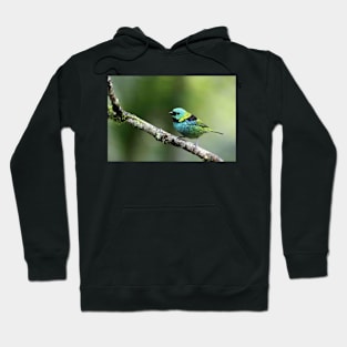 Green-headed Tanager Hoodie